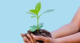 Photo shows female hands holding young plant in soil, cutout on blue background